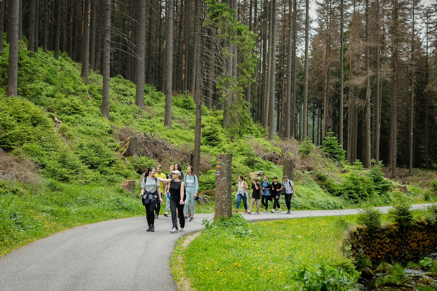Un grupo de personas camina por un sendero sinuoso en el bosque.